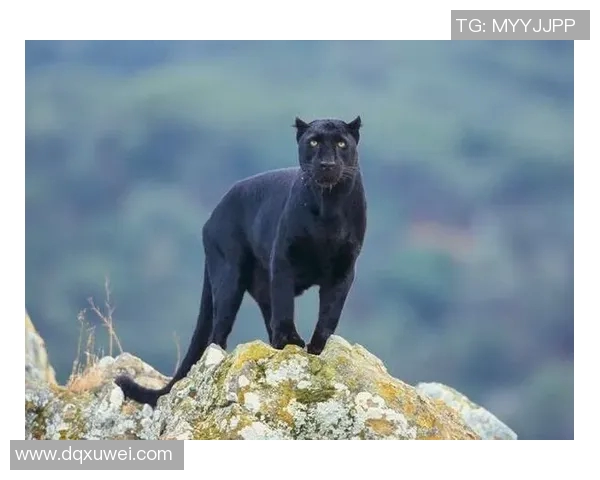 黑豹与美洲豹的生存之争：谁才是真正的丛林霸主